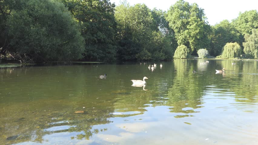 View of the lake in the park.
