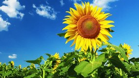 Amazing timelpase video of beautiful sunflower