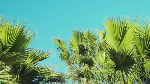Palm branches with leaves crumpled in the wind, slow motion, tilt down. Palm trees blowing in the wind. Beautiful palms line a tropical beach. Coconut tree moving by wind with blue-sky background