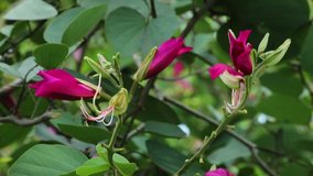 Bauhinia x Blakeana, Hong Kong Orchid Tree (The Flower is The Symbol on Flag of Hong Kong) Pink Long-Lasting Five Petals Asia Flowers, Champasak, Laos, 26 June 2017, 1080p HD Video, Footage Clip