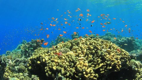 Coral Reef Scene with numerous anthias fish and wrasses