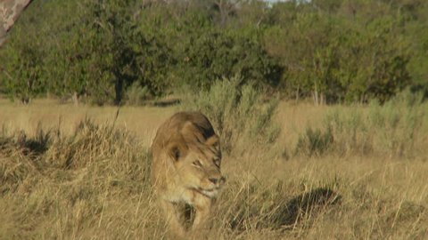 Lioness begins her stalk after spotting prey