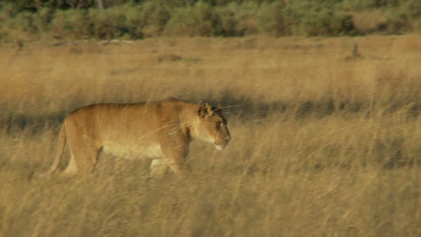 Lioness walking through the grass to join her pride females resting on a termite