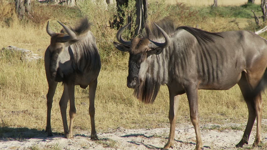 Wildebeest walking and mock fighting 