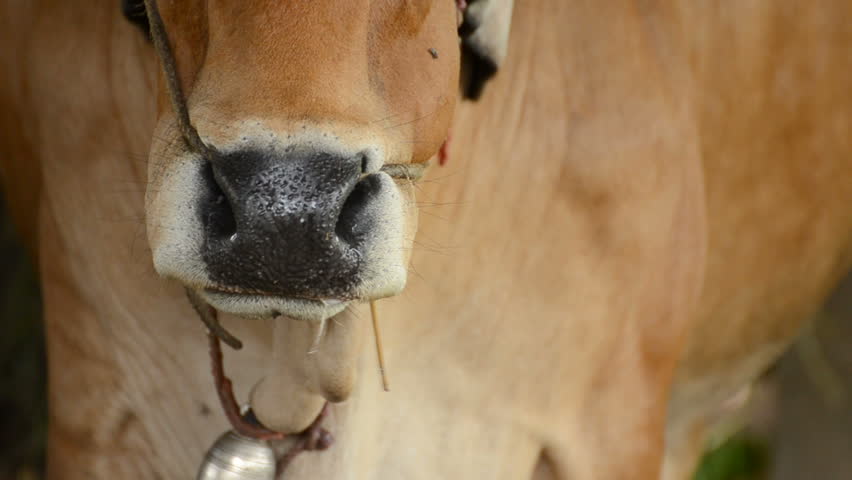 Front view of cow is eating and ruminate