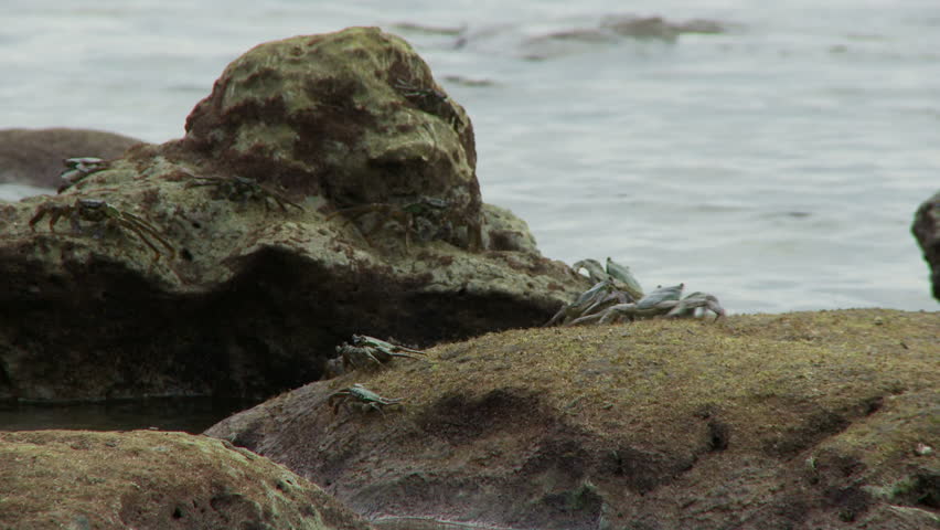 Crabs walking across rocks
