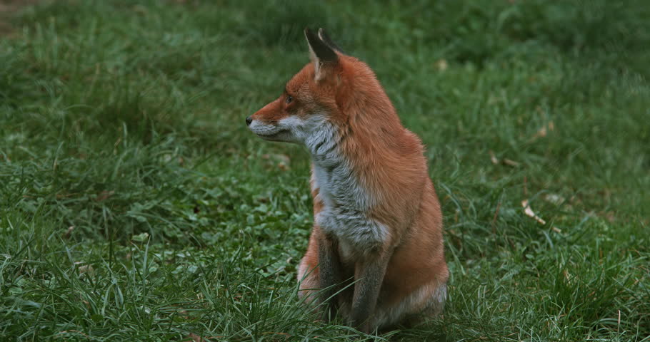 Red Fox