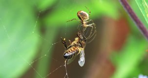 European Honey Bee, apis mellifera, Adult trapped on the silk of spider web, Normandy, real Time 4K