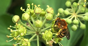 European Honey Bee gathering pollen on Ivy's Flower