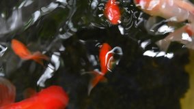 Blurred of Goldfish swimming in water, Included sound