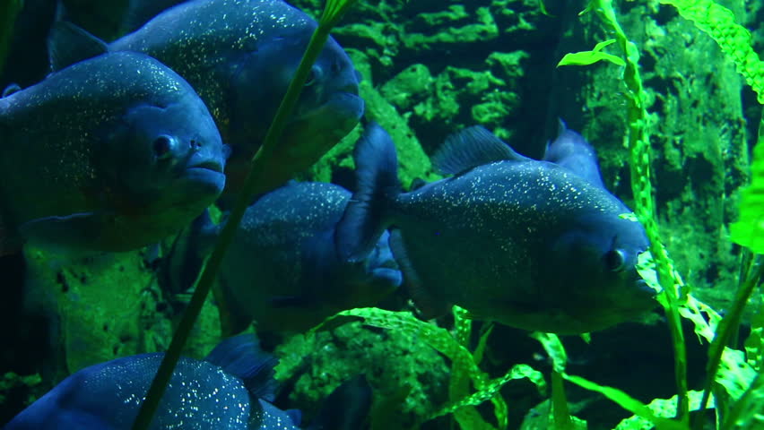 a piranha fish in clear water