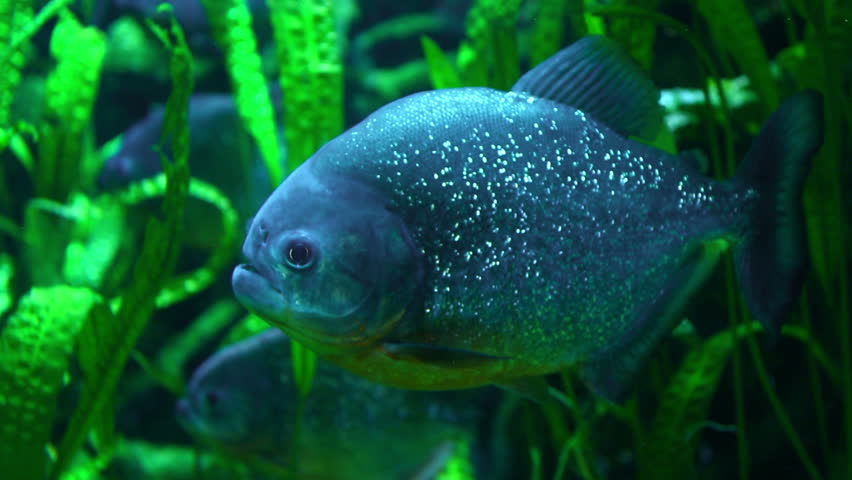 a piranha fish in clear water