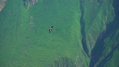 Colca Canyon Condors Flying, Arequipa Peru