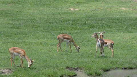 Gazelle eating grass