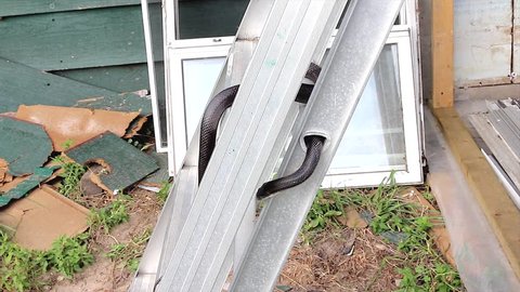 A Black Ratsnake slithers about on a ladder near a house in Ontario, Canada. Also know as the Gray Rat Snake.