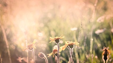 Beautiful morning nature background. Closeup of yellow flowers with drops of dew in charming light of summer sun. Many different plants and wildflowers in meadow. Filtered in vintage retro style.