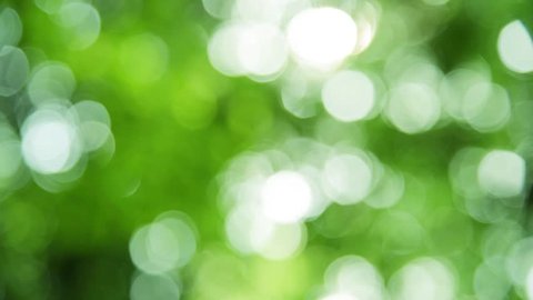 Sunlight shining through the leaves of trees, natural blurred background, Nature abstract background, nature green bokeh 

