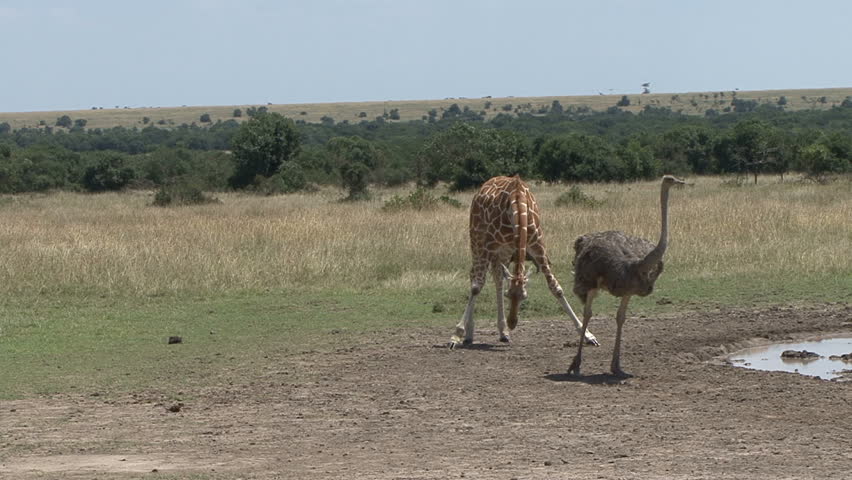 A giraffe and ostrich look at each other in Kenya, Africa.  