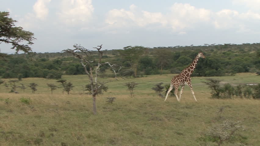 A reticulated giraffe walks to a water hole in Kenya, Africa.