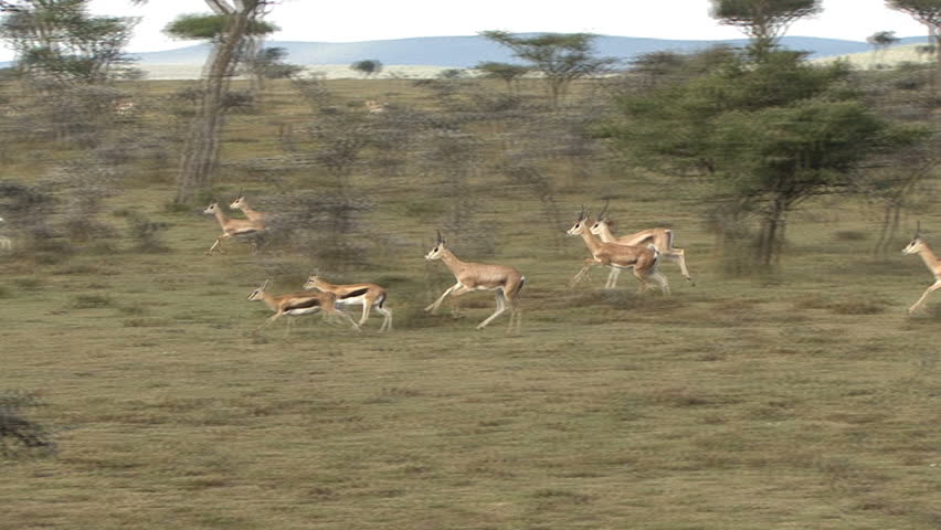 Impala and gazelle run from a predator in the Masai Mara, Kenya, Africa. 