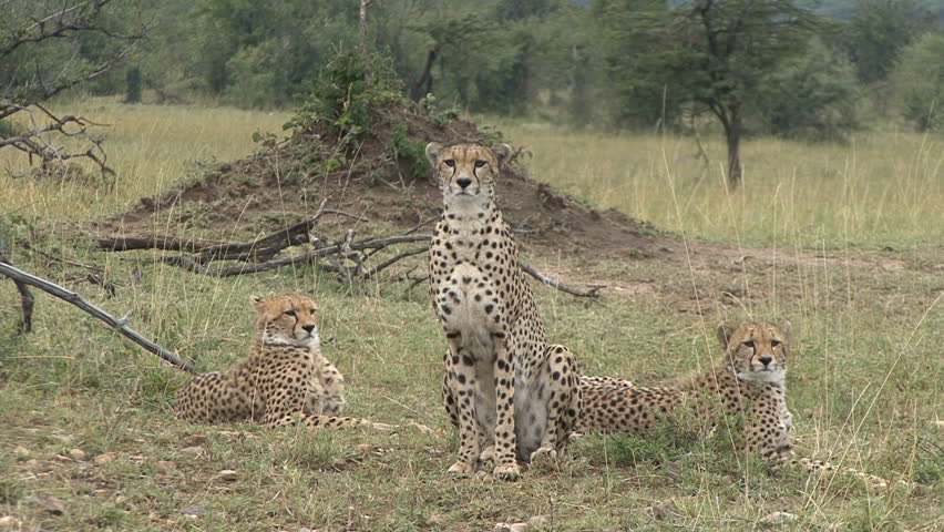 A cheetah family hear an impala snort a warning in the Masai Mara, Kenya,