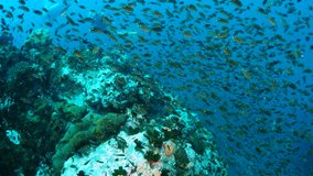  Reef and Marine life in Chumphon dive site, Thailand - Powered by Shutterstock - Get 15% off with code: PIKWIZARD15