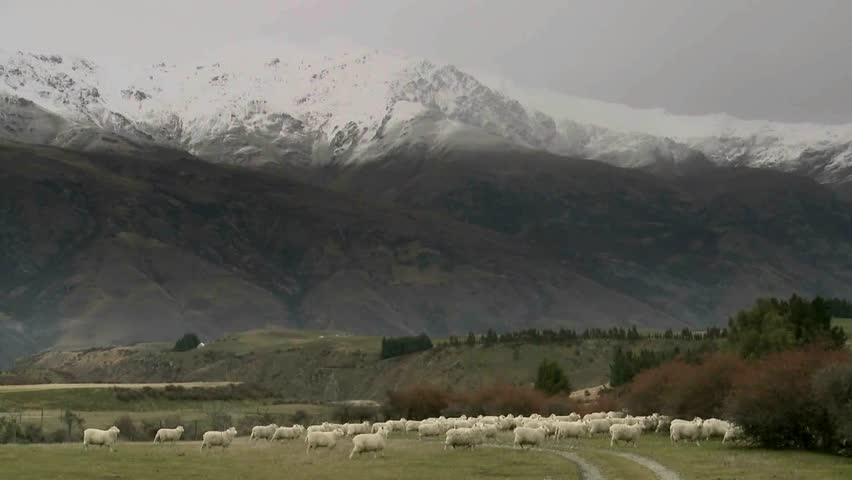 Cadrona, New Zealand, June 2011. sheep walking through the historic gold mining
