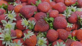 Fresh ripe juicy strawberries Close up. UltraHD stock footage.