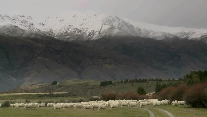 Cadrona, New Zealand, June 2011. sheep walking through the historic gold mining