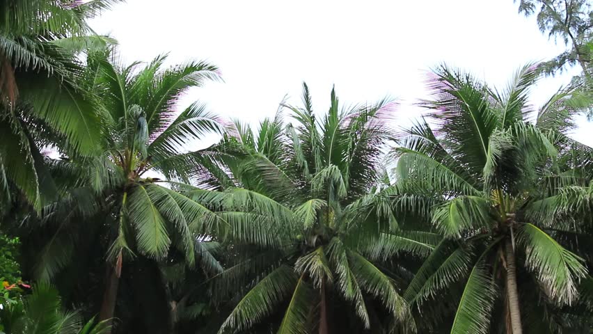 Wind blowing through tropical palm trees at exotic far away vacation beach island with copy space.