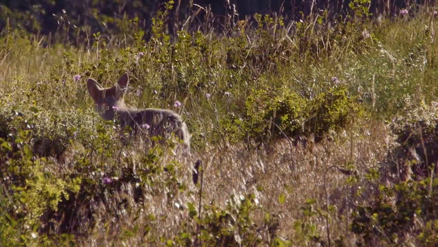 2010s: Various shots of a coyote in Glacier National Park, Montana.