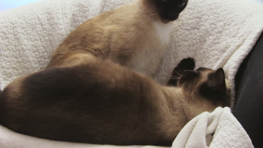 siamese cats playing