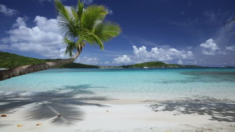 seamless loop of tropical beach with palm tree in Caribbean, Oppenheimer Beach, St John 