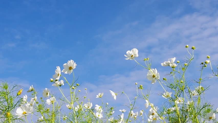 White Cosmos flowers against blue sky