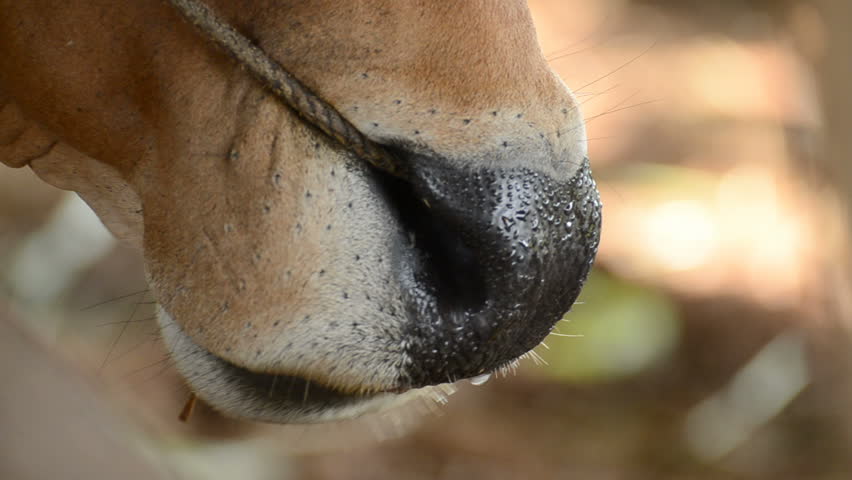 A closeup of a dairy cow with a wet nose, chewing on some grass.