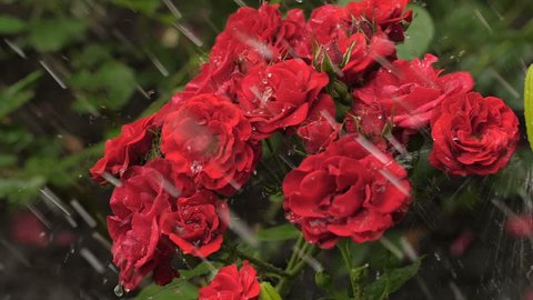Waterdrops on a roses