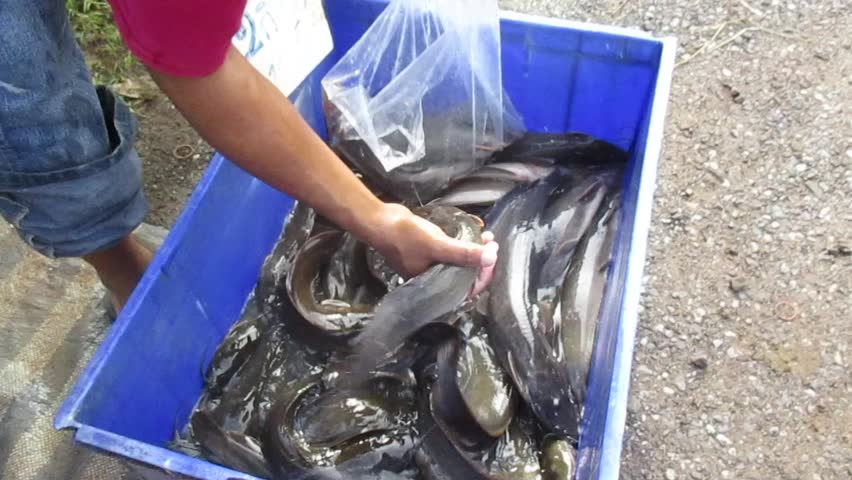 Fresh fish