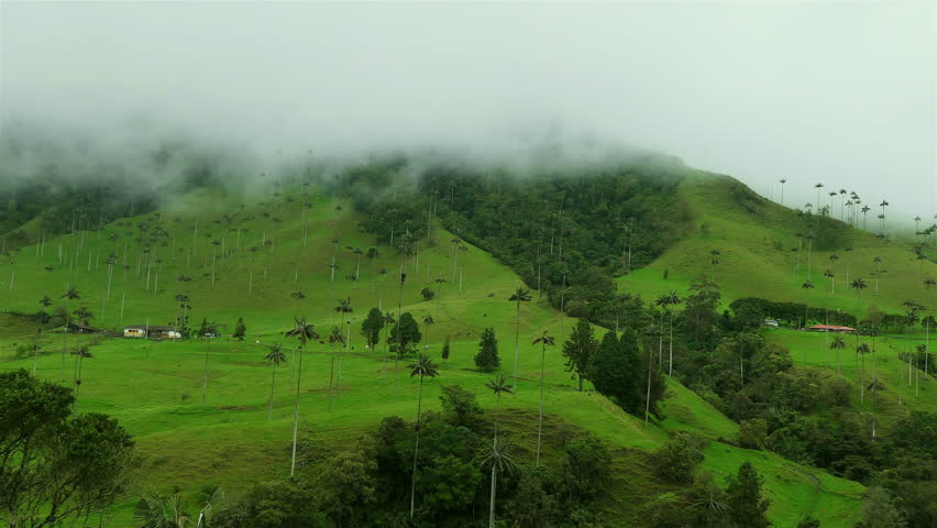 Timelapse of Cocora Valley (Valle del Cocora), Colombia, Salento. High palm tree in Cocora Valley. Epic Nature background. High Humidity In Jungle Rain forest. Time lapse Of Moving Clouds And Fog.