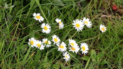 wild chamomile flowers on a field 
