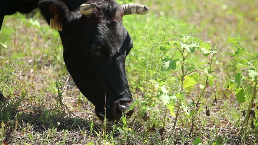 Cows on pasture 8