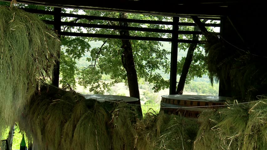Drying of a equisetum for herb infusion (pest control)