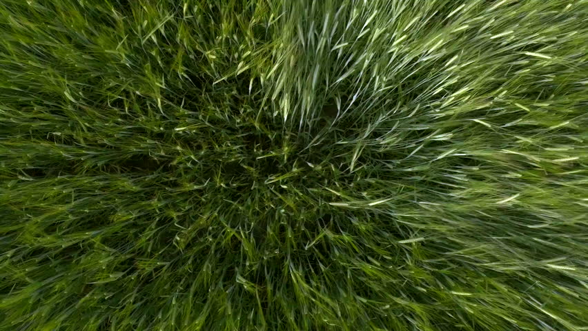 Top view on a field with spikelets of wheat.