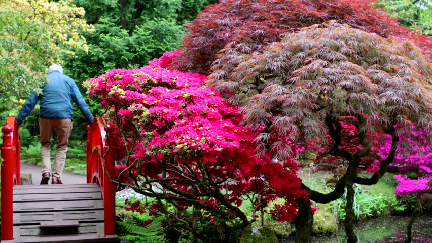 Traditional Japanese Garden in The Hague. 4K Footage.