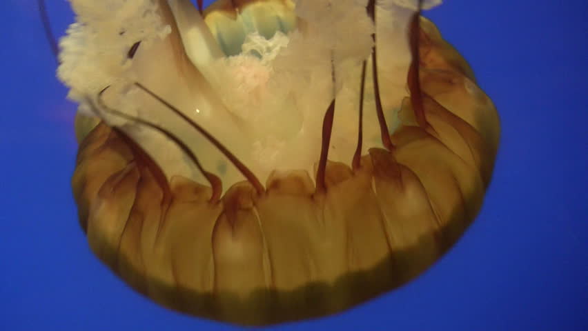 Closeup of Jellyfish swimming