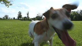 Happy Active dog playing outside. Video footage. Playful funny mood