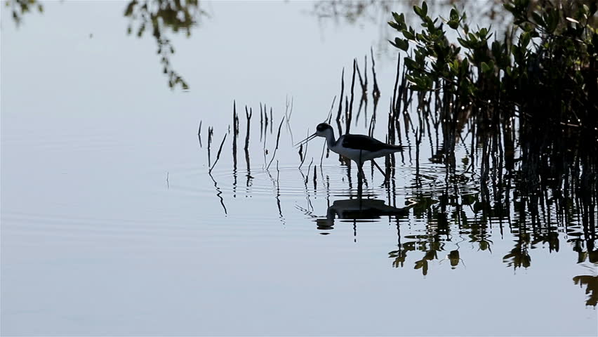 The black-necked stilt (Himantopus mexicanus) in the ornithological reserve Cuba
