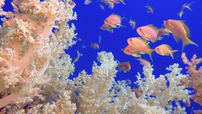 Tropical Colorful Fish and Soft Coral. Picture of broccoli coral with colorful fish and blue background in the tropical reef of the Red Sea, Dahab, Egypt.