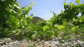 Vineyard on Cyprus island video on a hot sunny day