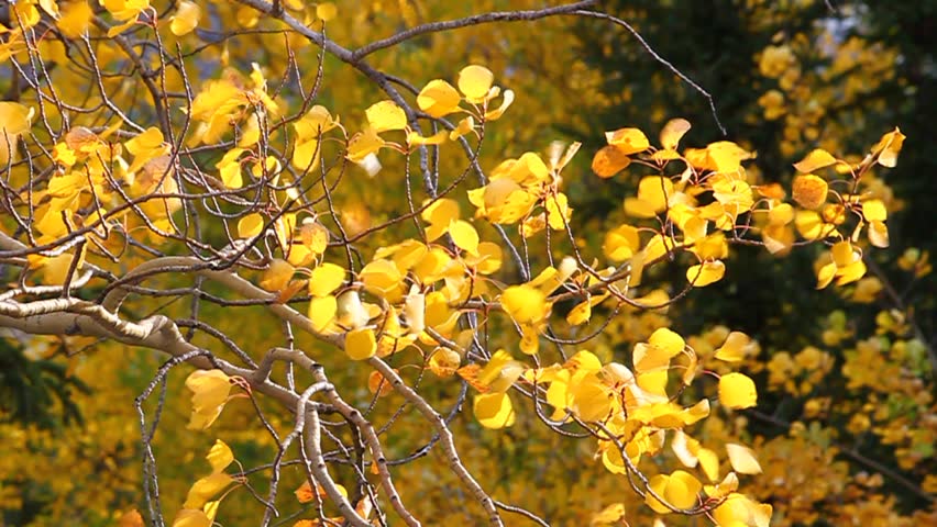 Bright yellow aspen leaves flutter in the breeze at Jasper National Park in Canada