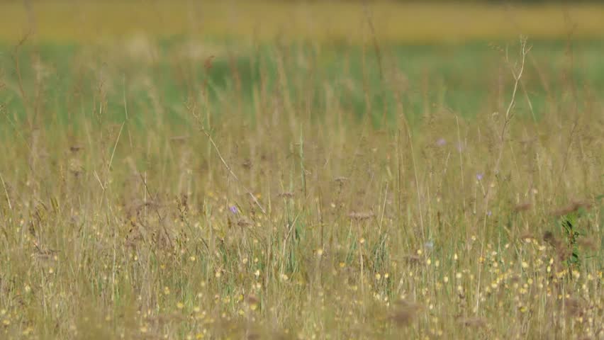 Pheasant on the meadow.